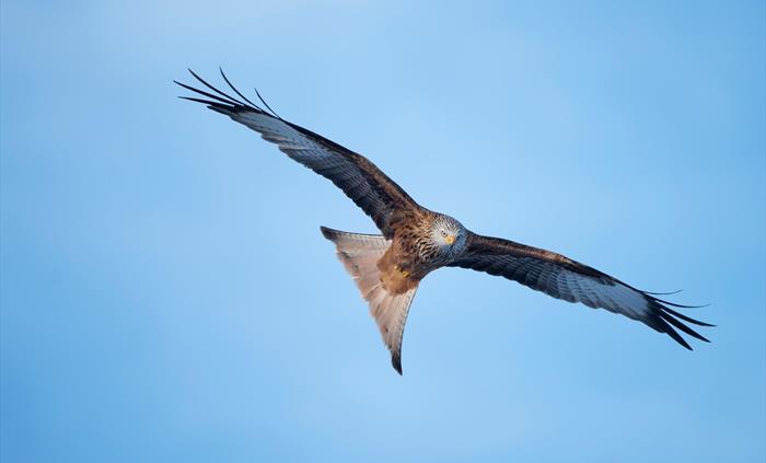 Red Kite - Image Credit: Ben Andrew